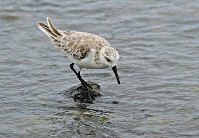 Sanderling