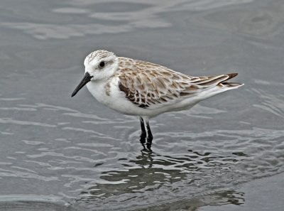 Sanderling