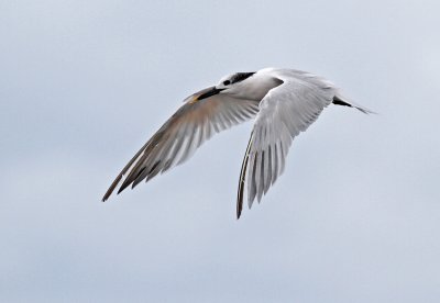 Sandwich Tern