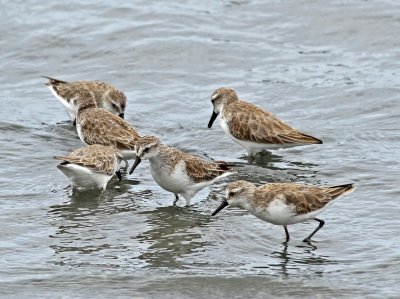 Semipalmated Sandpiper