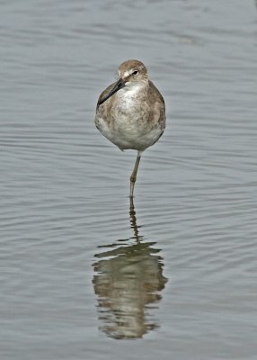 Willet