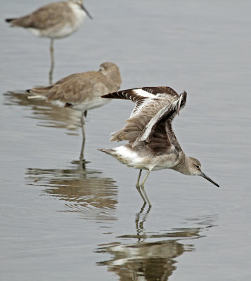 Willet