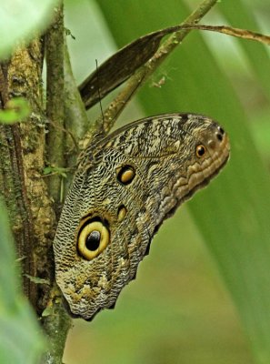 Caligo eurilochus