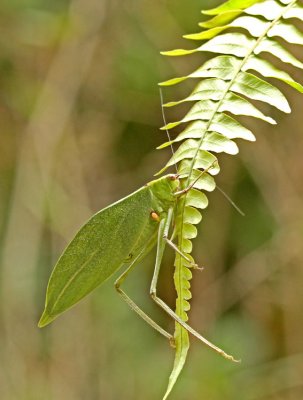 Grasshopper-Tandayapa.jpg