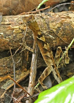 Anolis scypheus