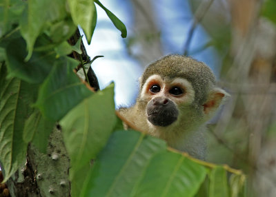 Squirrel Monkey