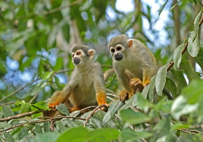 Squirrel Monkey