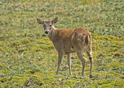 White-tailed Deer