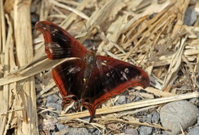 Marpesia zerynthia