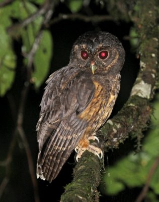 Mottled Owl