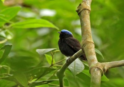 Blue-crowned Manakin