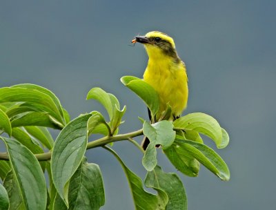 Lemon-browed Flycatcher