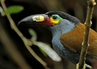 Plate-billed Mountain-Toucan