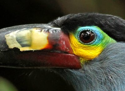 Plate-billed Mountain-Toucan