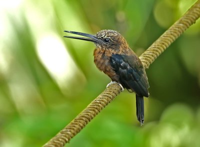 Brown Jacamar