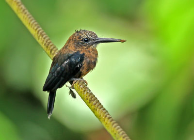 Brown Jacamar