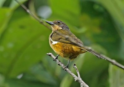 Fulvous-crested Tanager