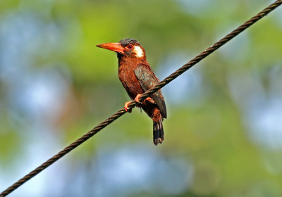 White-eared Jacamar