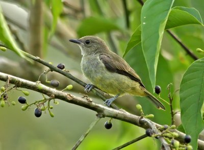 Yellow-bellied Dacnis