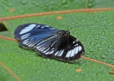 Moth Arctiinae sp.