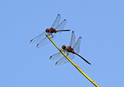 Dragonflies Limoncocha