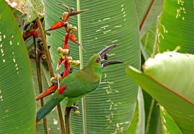 Crimson-rumped Toucanet