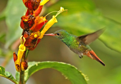 Rufous-tailed Hummingbird