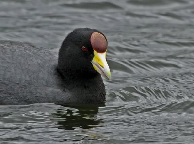 Andean Coot