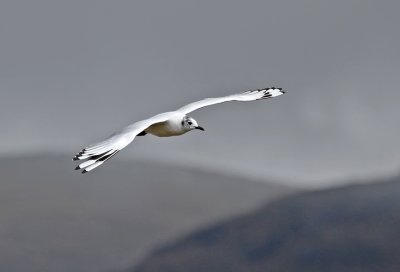 Andean Gull