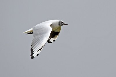 Andean Gull