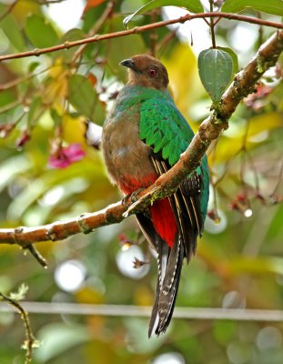 Crested Quetzal