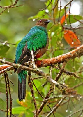 Crested Quetzal