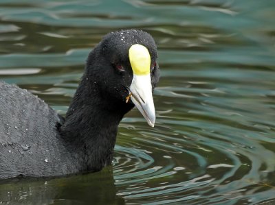 Andean Coot