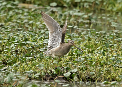 Long-billed Dowitcher