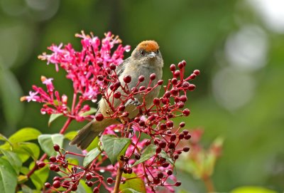 Scrub Tanager