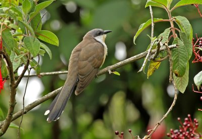 Dark-billed Cuckoo