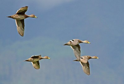 Yellow-billed Pintail