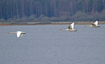 Whopper Swan