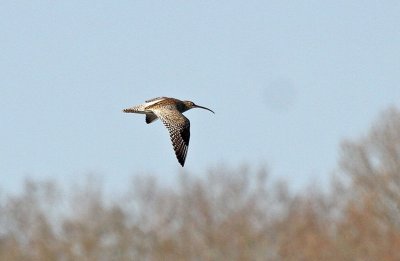 Curlew