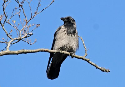 Hooded Crow