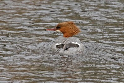 Goosander