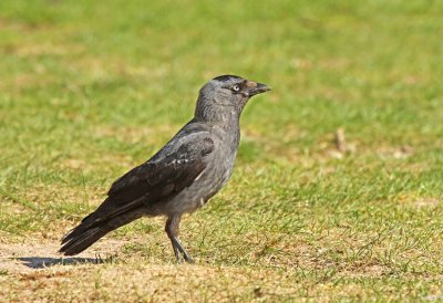 Jackdaw