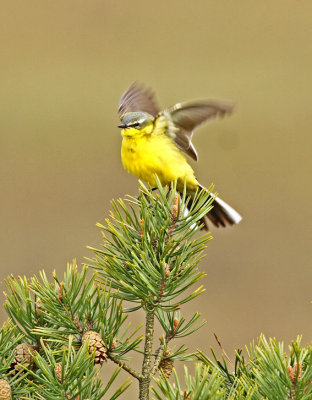 Yellow Wagtail