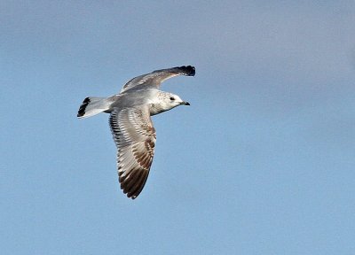 Common Gull