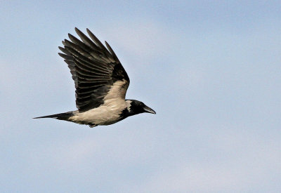 Hooded Crow