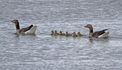 Greylag Goose