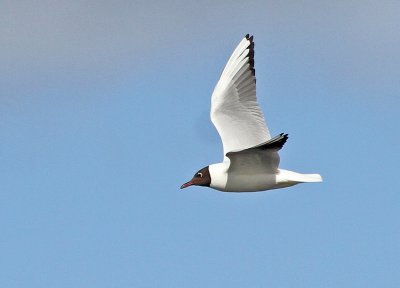 Black-headed Gull