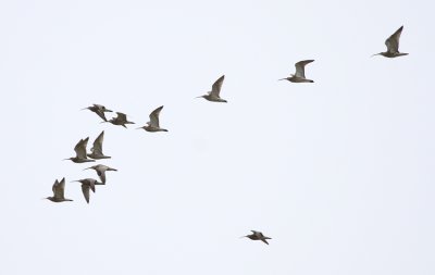 Eurasian Curlew