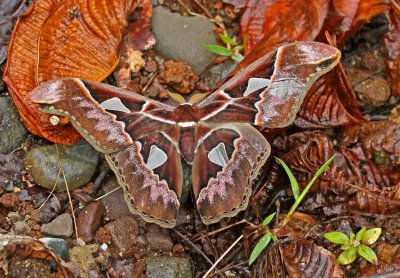 Moth Wildsumaco