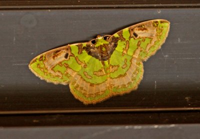 Moth Wildsumaco